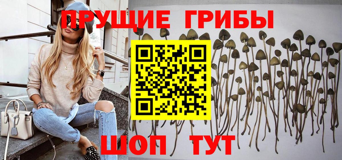 дарнет шоп  Псилоцибиновые грибы MAGIC MUSHROOMS  Вход с VPN  Урус-Мартан 